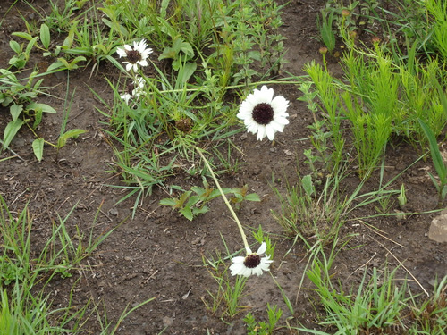 White Daisy.